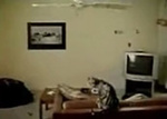 Cat Vs Fan