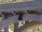 Saving Bear